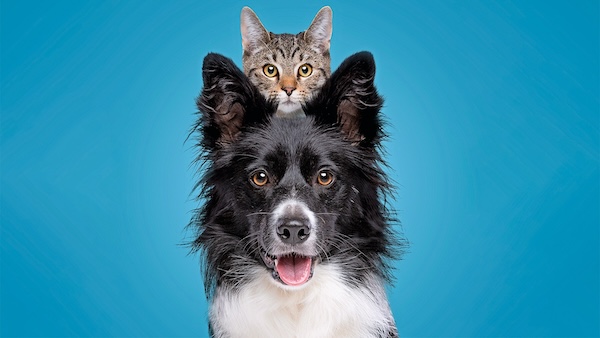 Cat and dog